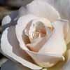白いバラ、サムネイル