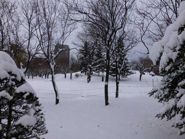 中島公園、雪