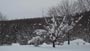 雪の西岡公園