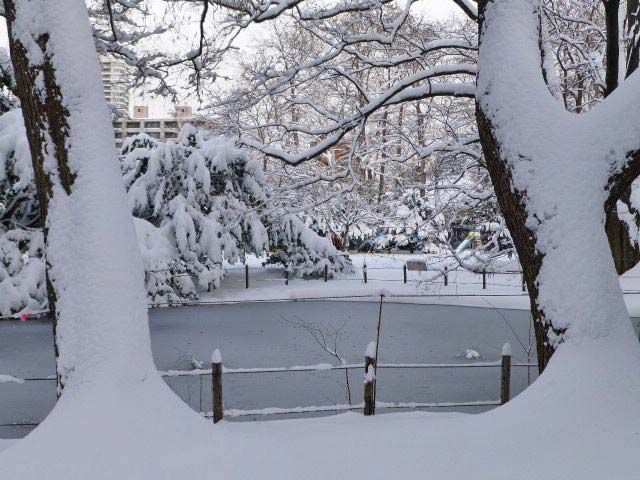 円山公園、雪