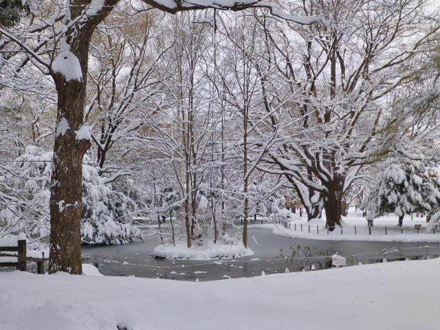 円山公園、雪