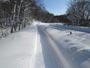 雪の野幌森林公園