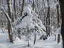 雪の野幌森林公園