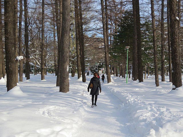 円山公園、カラ松並木道