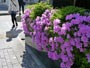 札幌市内に咲く花