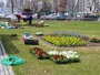大通公園、花の植え付け