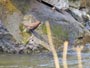 滝野すずらん公園、アシリベツの滝に野鳥