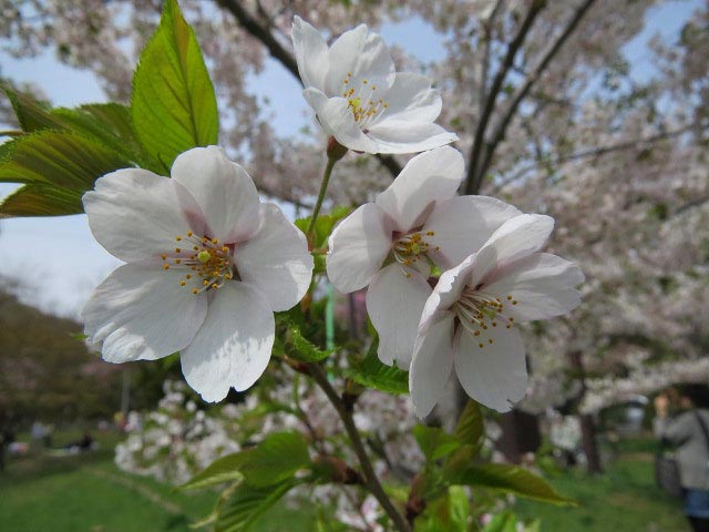 円山公園 桜