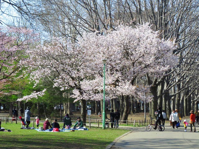 円山公園 桜