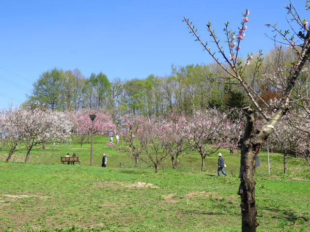 平岡公園梅まつり