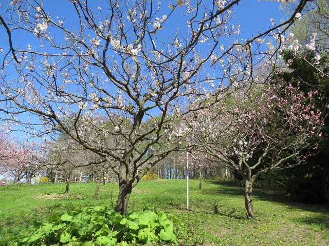 平岡公園梅まつり