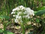 平岡公園、湿地帯に咲く白い花