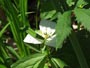 平岡公園、湿地帯に咲く白い花
