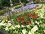 花フェスタ札幌、ディスプレイ花壇