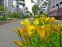 創成川公園と花