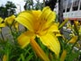 創成川公園と花