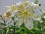 ７月に咲く花B、白い百合の花