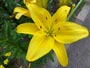 百合の花、黄