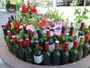 ワインボトル花壇