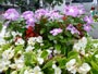 プランターに咲く花、ニチニチソウ、ベコニア