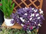 紫、三角に咲く花、オキザリス・トリアンギュラリス