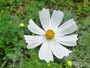 ９月に咲く花Ａ、白いコスモス