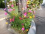 9月に咲く花Ｅ、街路樹花壇にコスモス