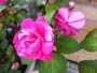 薔薇咲きゼラニウム、ピンク