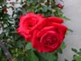10月に咲く花Ｃ、雨に濡れる赤いバラ
