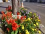 街路樹花壇に咲く花々