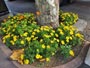 街路樹花壇に黄色い菊