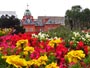 マリゴールド花壇と赤れんが庁舎