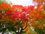中島公園の紅葉