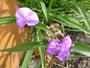 秋に紫露草