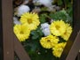 初雪と黄色い菊
