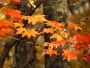 野幌森林公園の紅葉
