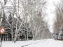 雪の真駒内公園、白樺の並木道