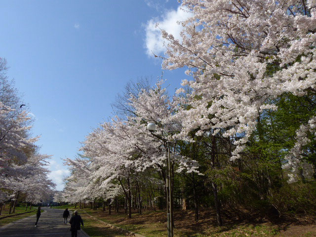 中島公園・桜