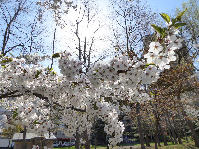 中島公園・桜