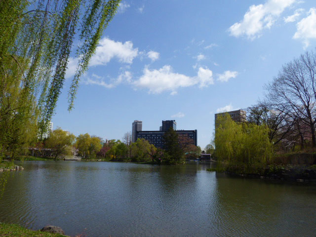 中島公園と桜
