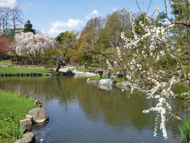 中島公園と桜
