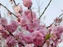 円山公園、梅の花