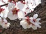 円山公園、梅の花