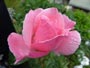 雨に濡れるピンクの薔薇