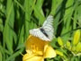 ヘメロカリスに白い蝶