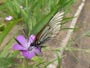 ムギセンノウの蜜を吸う蝶