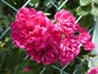八重咲きバラ、ピンク