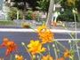 11月札幌に咲く花D、花と公園