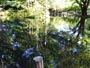 円山公園、池