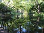 円山公園の池
